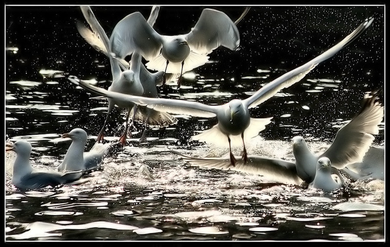 Birds by Nika