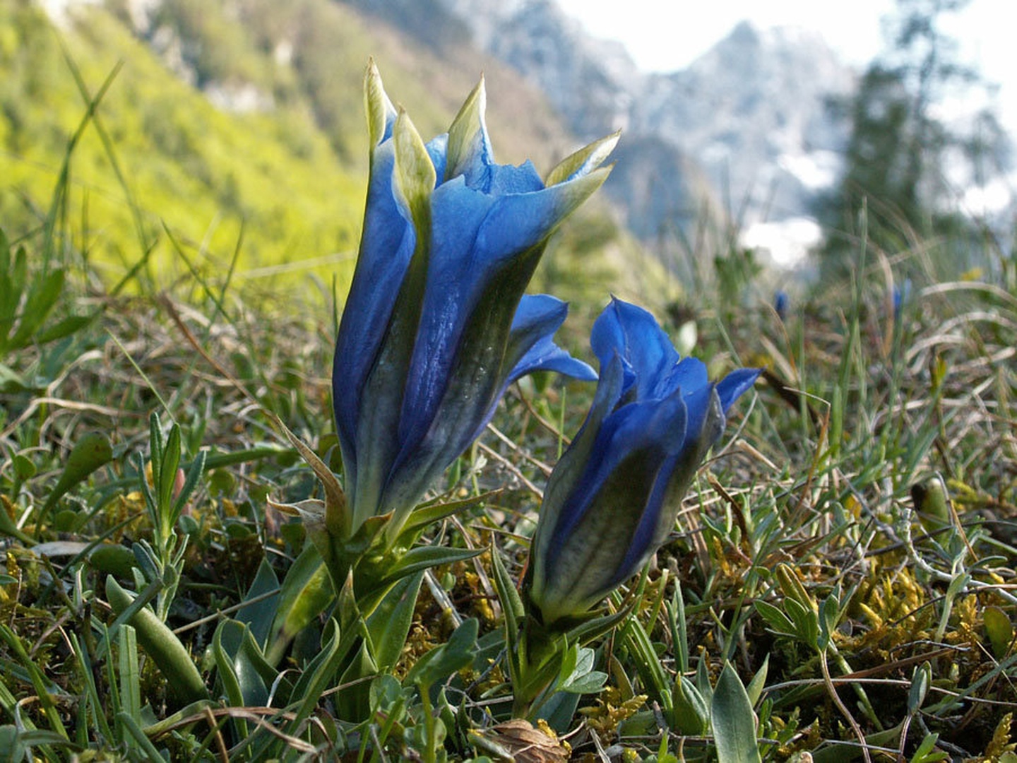 modri kralj planin by