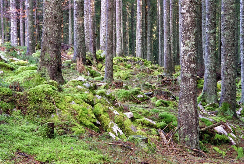 V čarobnem gozdu by robert_foto7