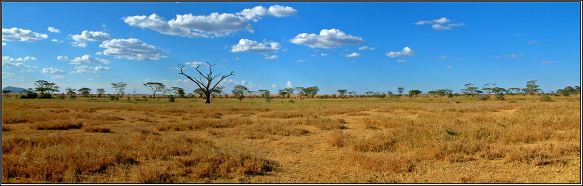 Serengeti by MZ