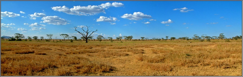 Serengeti by MZ