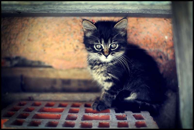 Podmladek.. by Saso