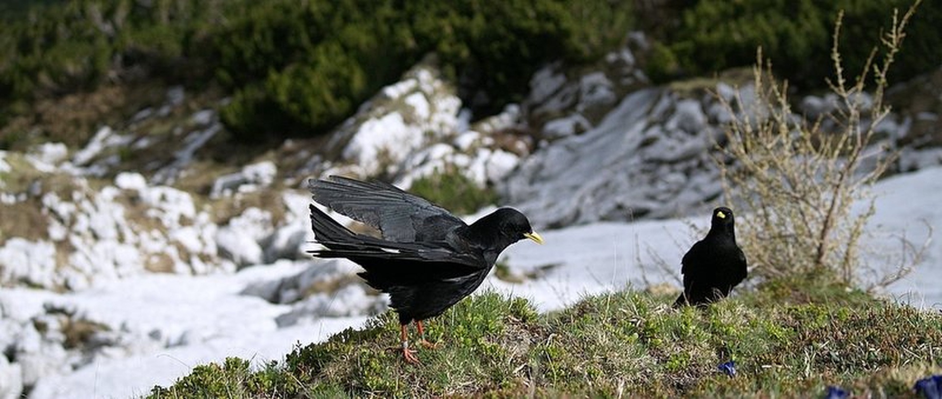 GORSKI PTIČ by r. p.