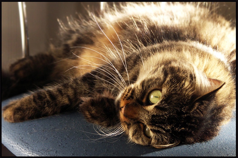 Le petit chat by niki motoh