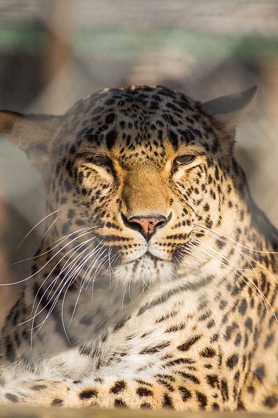 Perzijski Leopard by Andras Oravecz