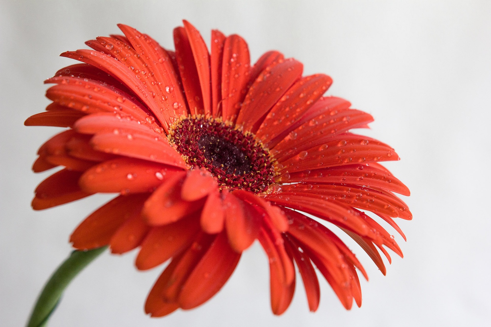 Gerbera by Andras Oravecz