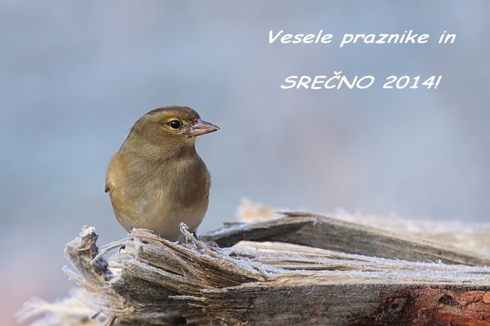 2014 by Ivan Petrič