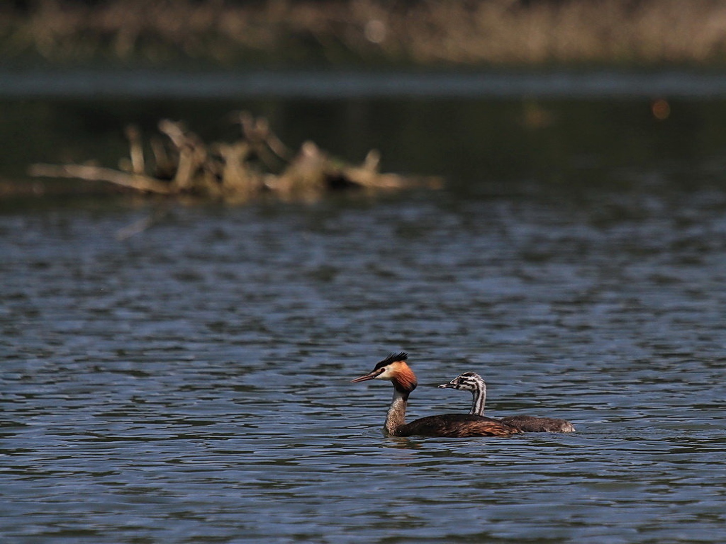 IMG_6630 by Ivan Petrič