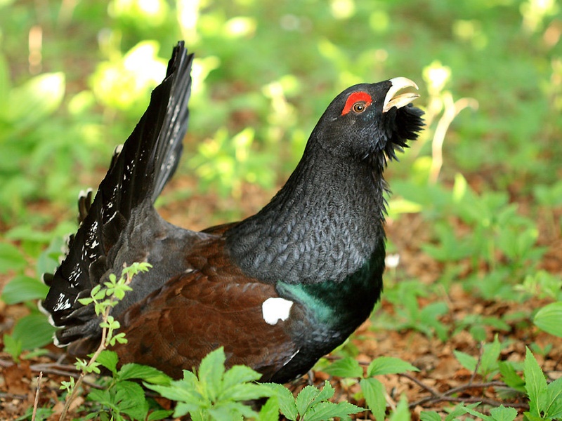 Divji petelin by Ivan Petrič