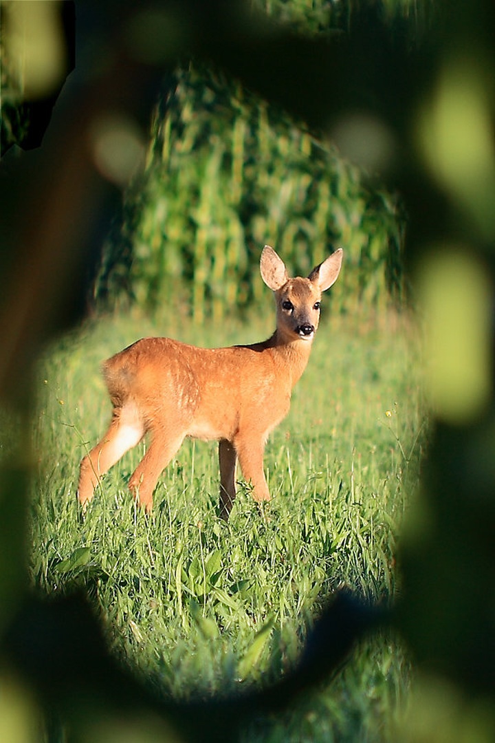 Bambi by Ivan Petrič