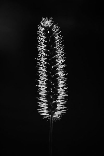 ČB žarnica by Ivan Petrič