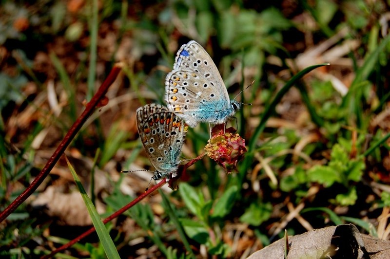 blue by mitja roser