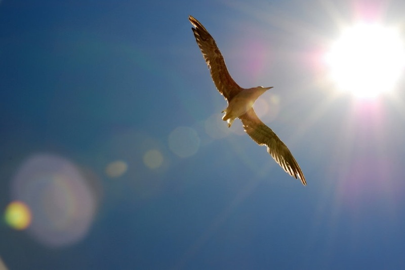 galeb in sonce by Sandi