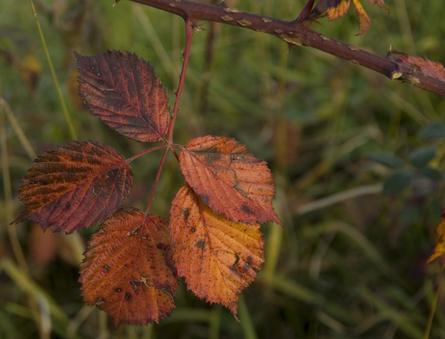 Autum colors by Tomaž Jančar