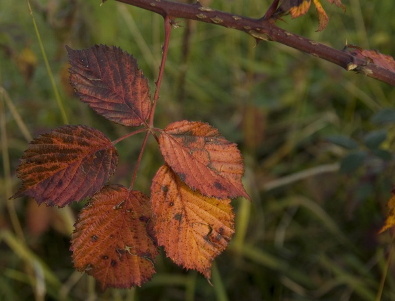 Autum colors by Tomaž Jančar