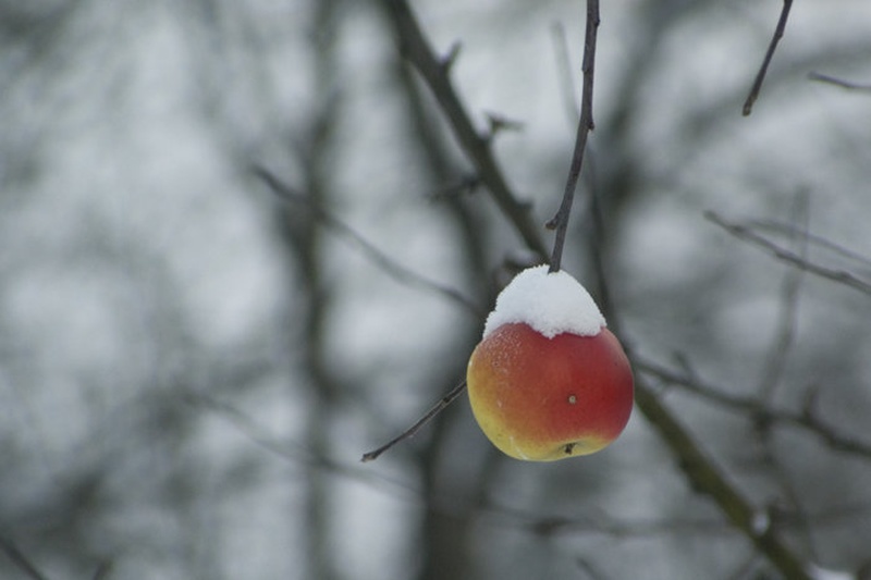 IceFruit by Tomaž Jančar