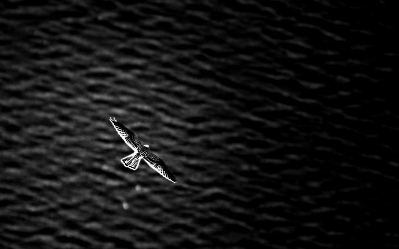 Limitless by D.A.