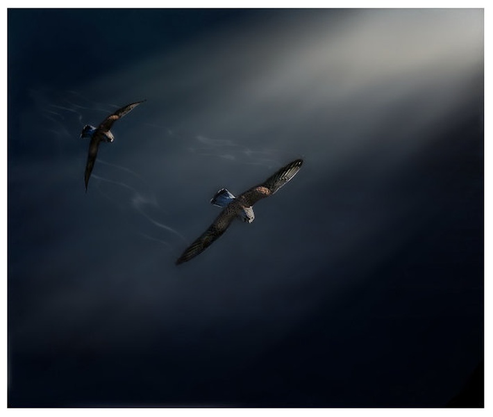 fantasy flight by D.A.