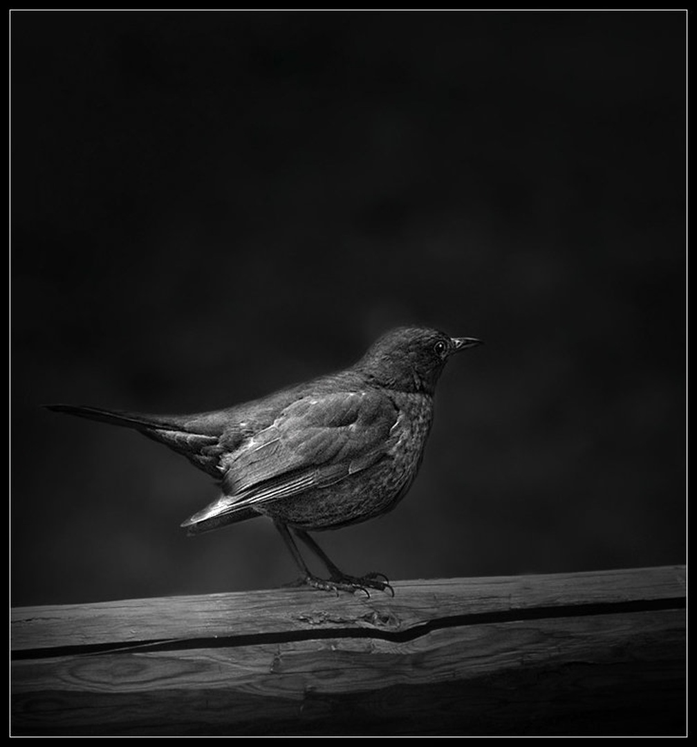 Birdy.. by D.A.