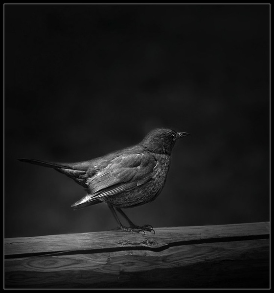 Birdy.. by D.A.