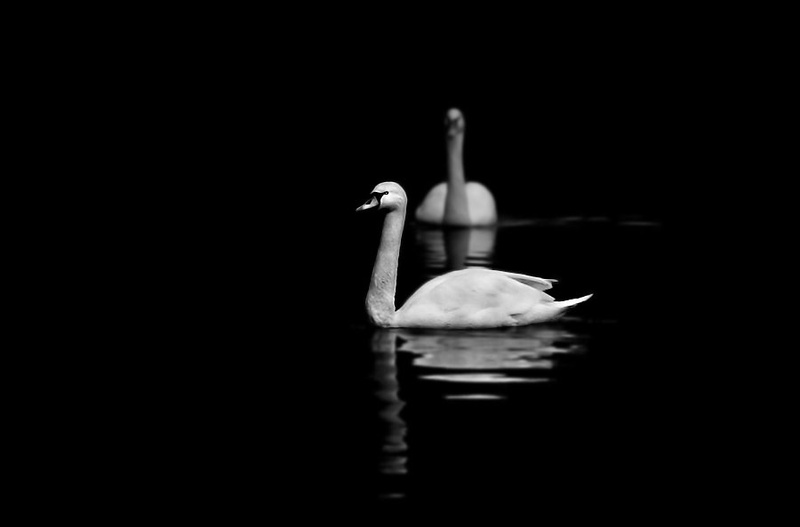 Serenity by D.A.