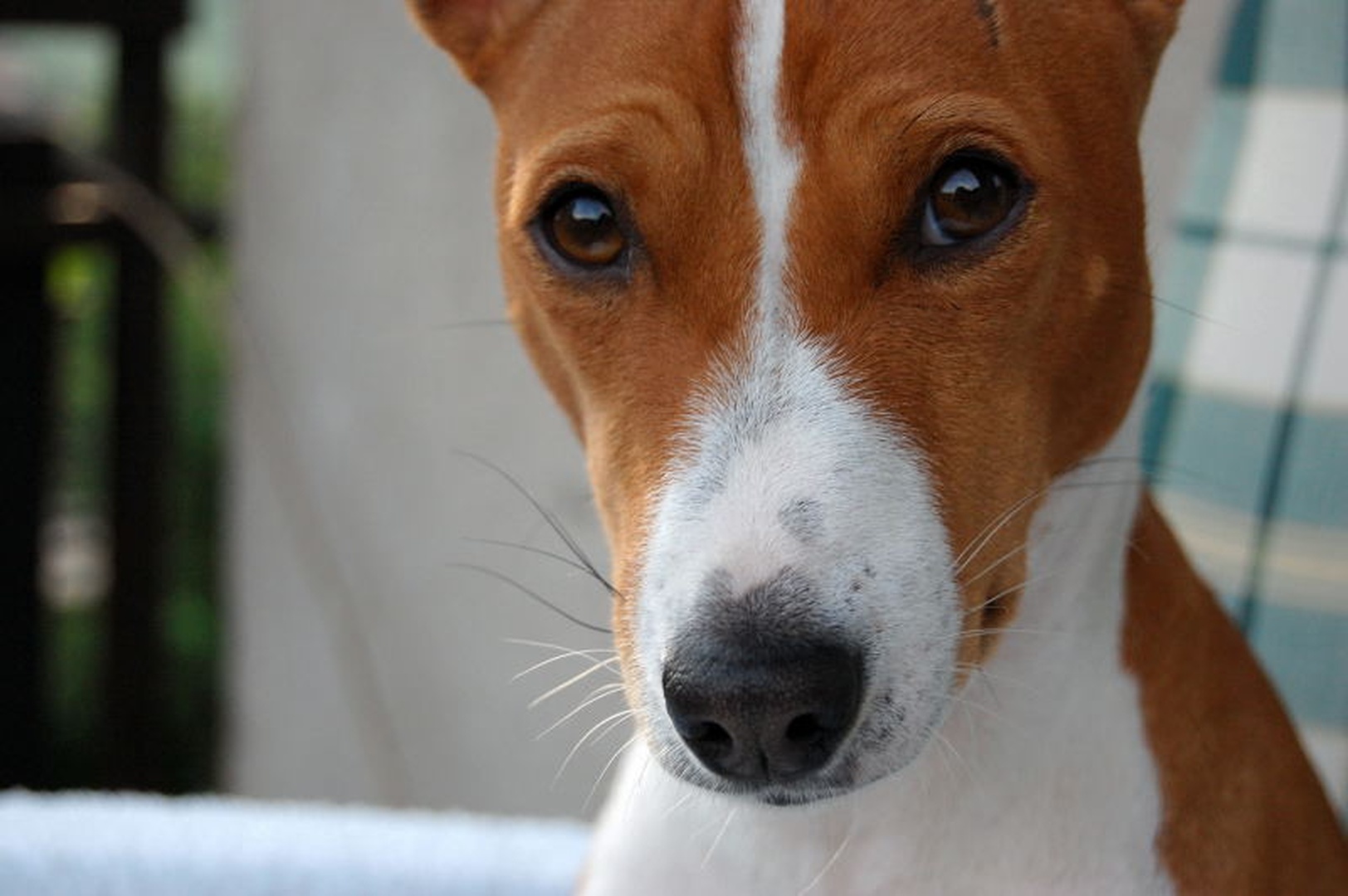 basenji-človek by