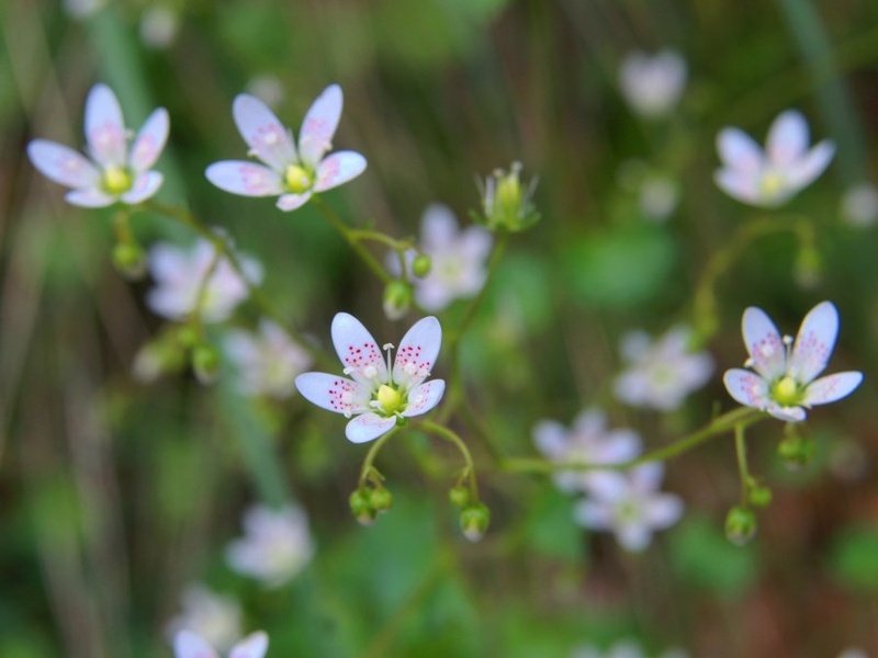 Rastlinske rdečke by drosera