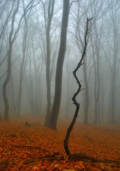 Otožni gozd by uroš medved