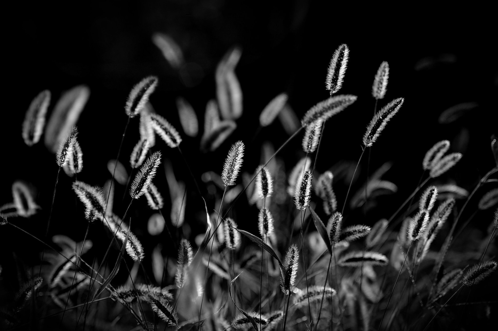 lučke... by