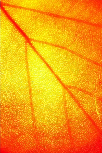 Oranžno, ki te ljubim rdeče by Tjaša Jenko