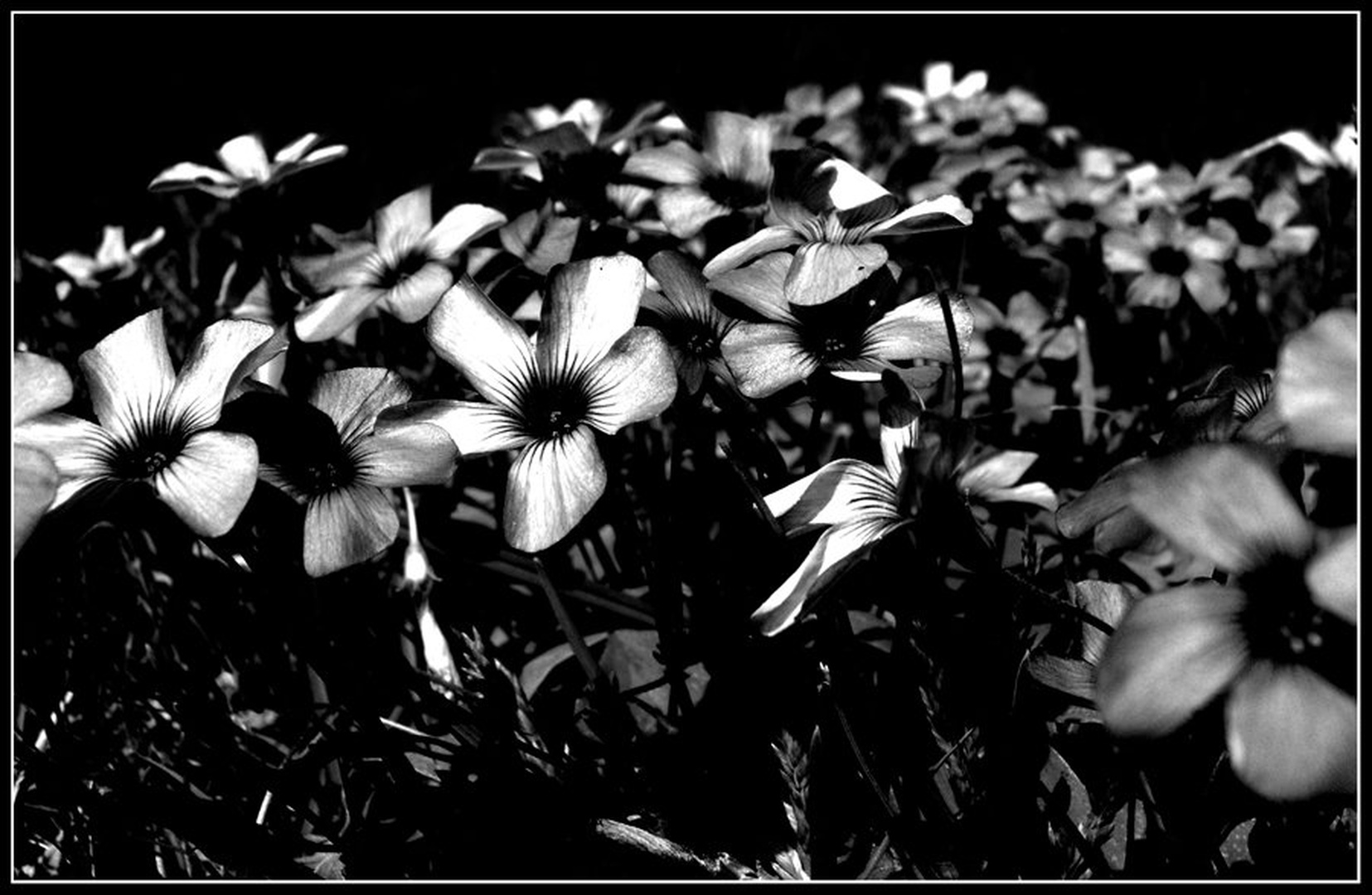 Otroci sonca by