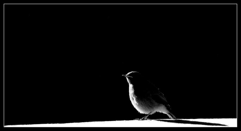 Lonely by RocketMan