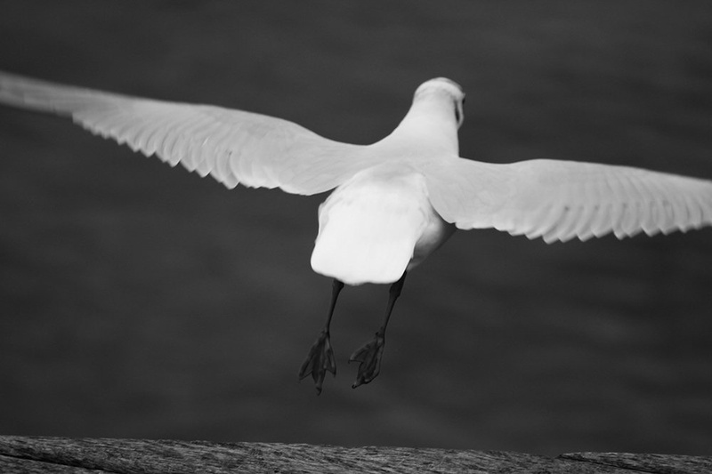let's fly by Blaž Zadravec