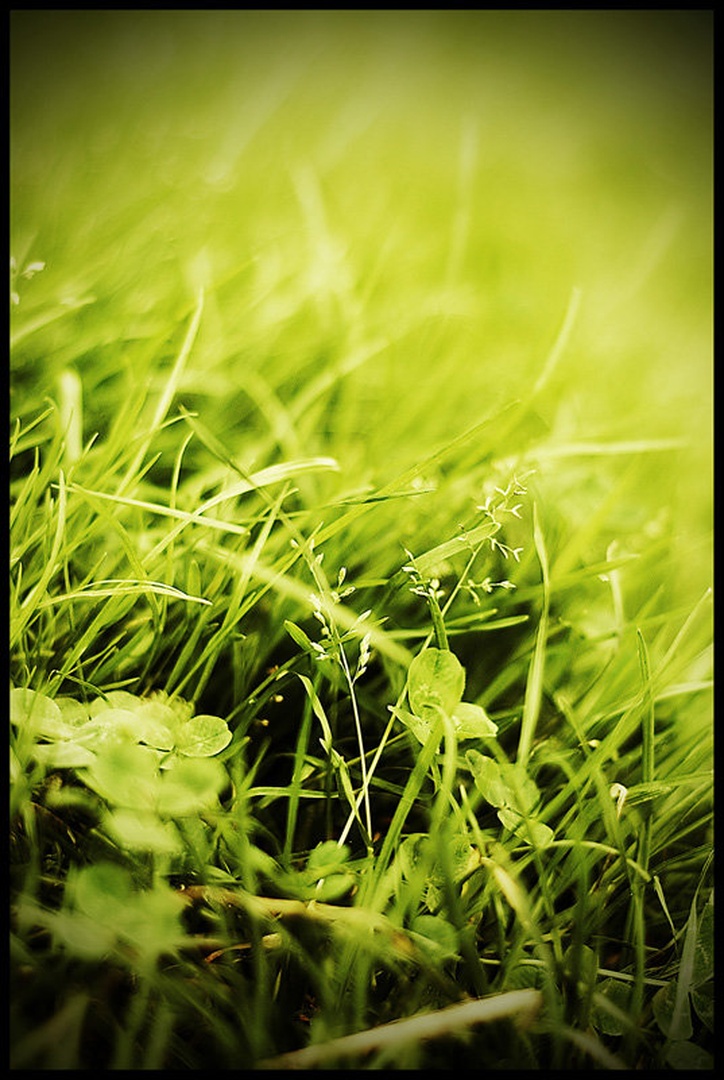 Summer grass by Nejc Volarič