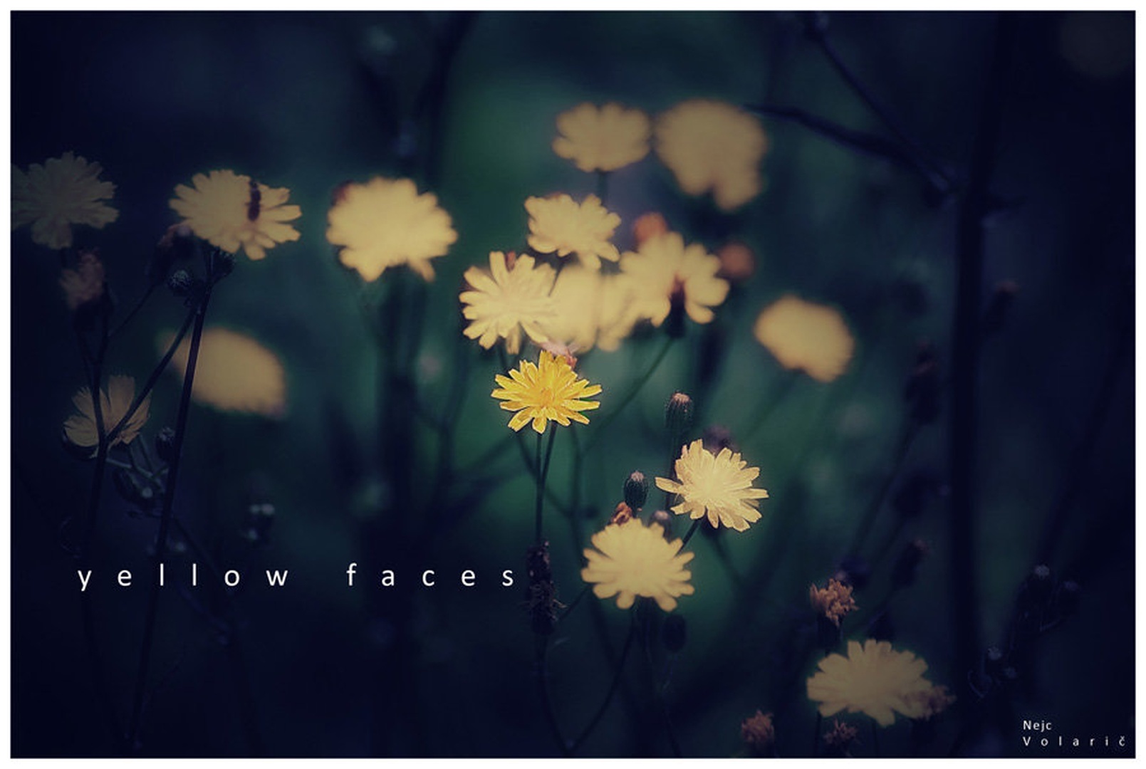 yellow faces by Nejc Volarič
