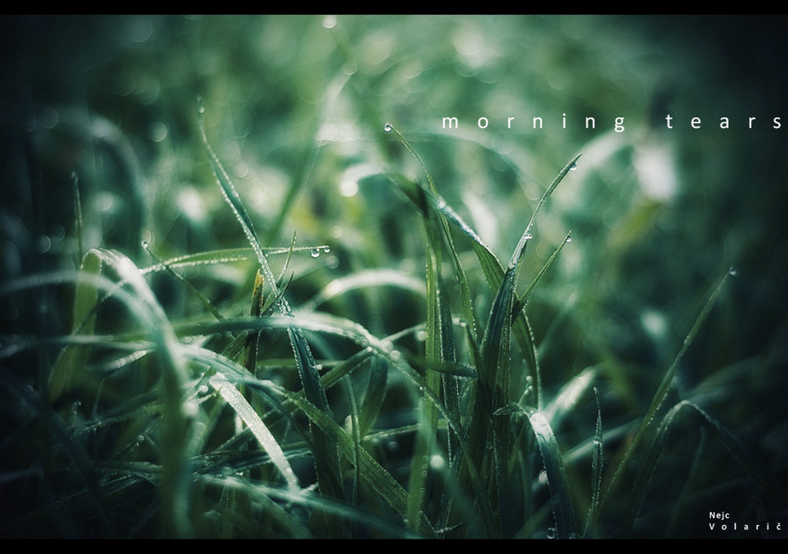 morning tears by Nejc Volarič