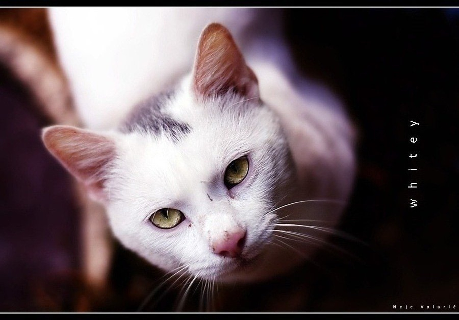 whitey by Nejc Volarič