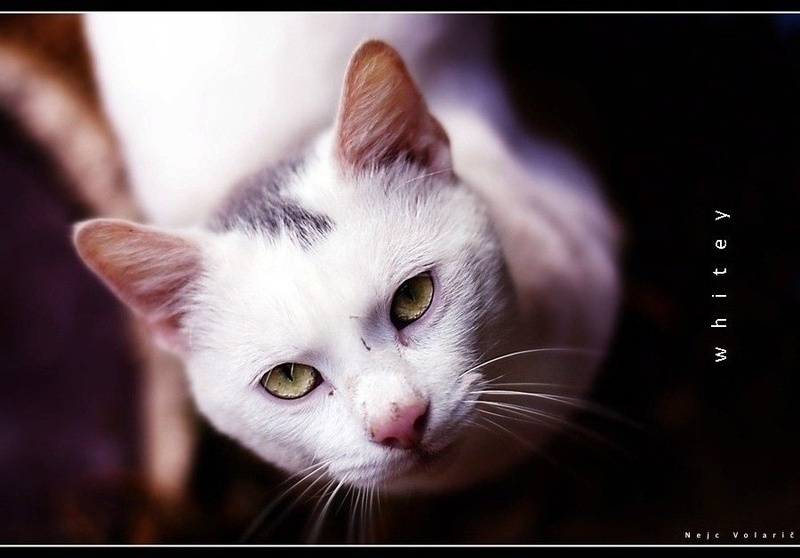 whitey by Nejc Volarič
