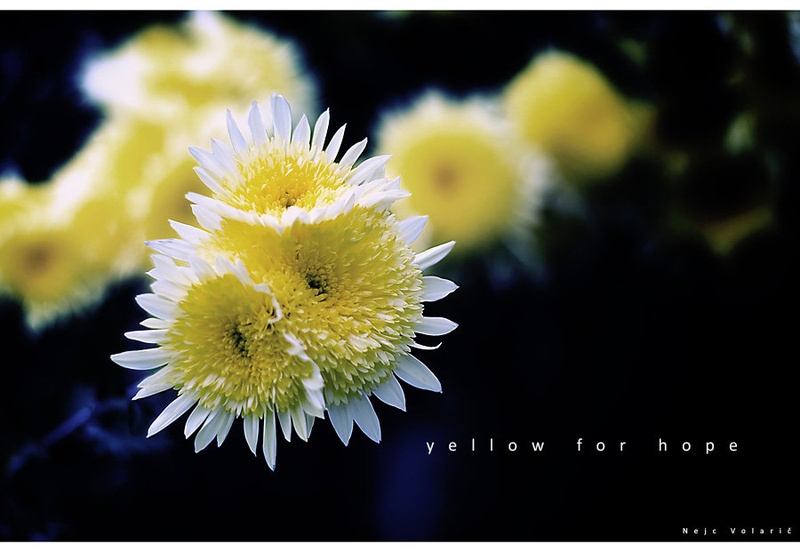 yellow for hope by Nejc Volarič