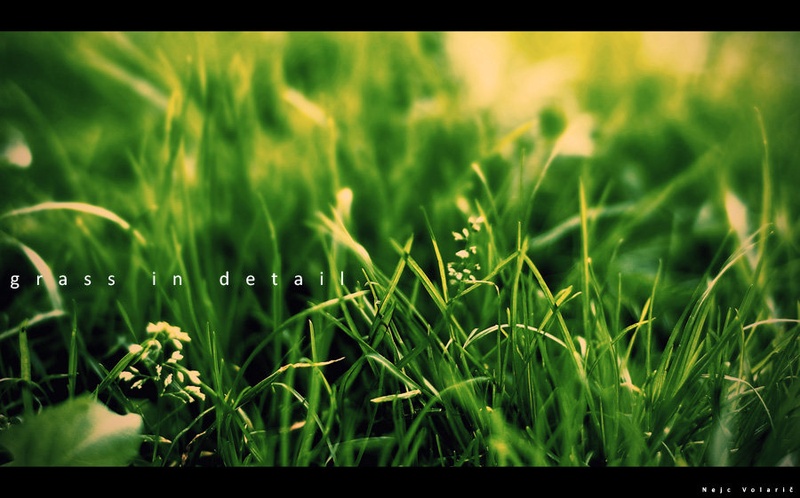 grass in detail by Nejc Volarič