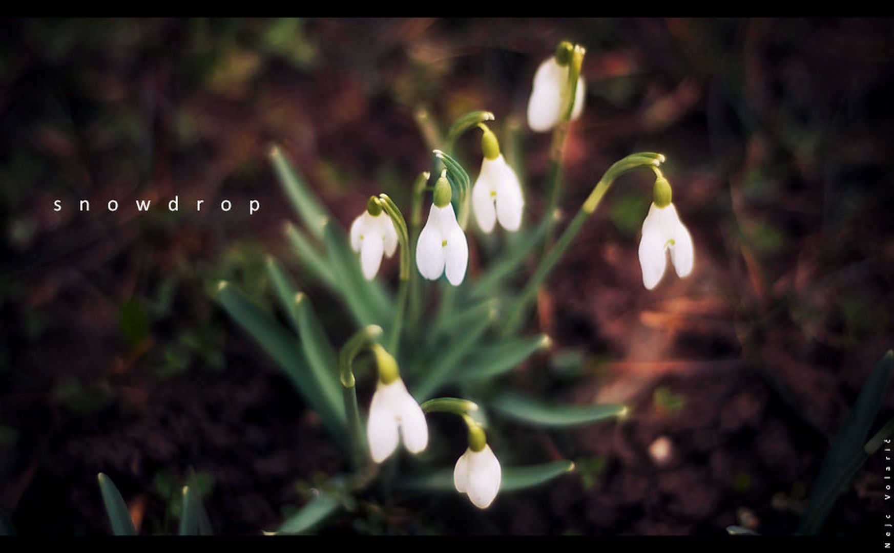 snowdrop by Nejc Volarič