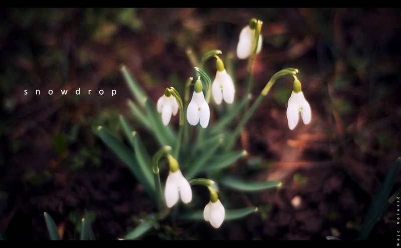 snowdrop by Nejc Volarič