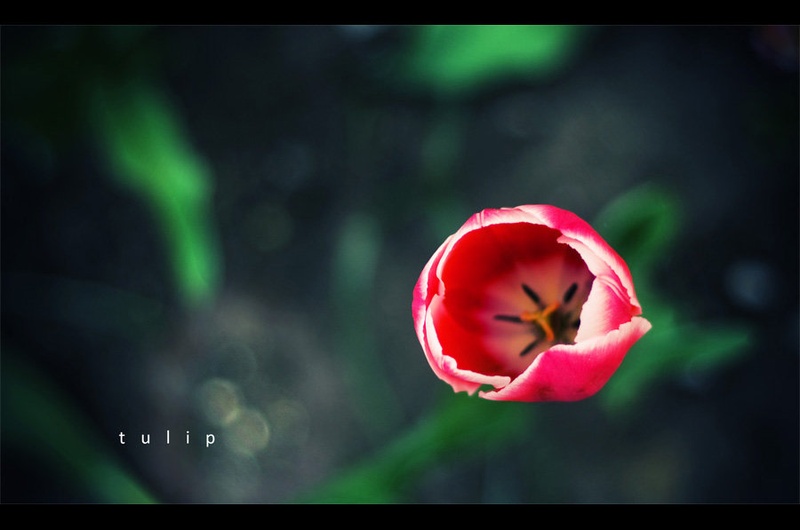 tulip by Nejc Volarič