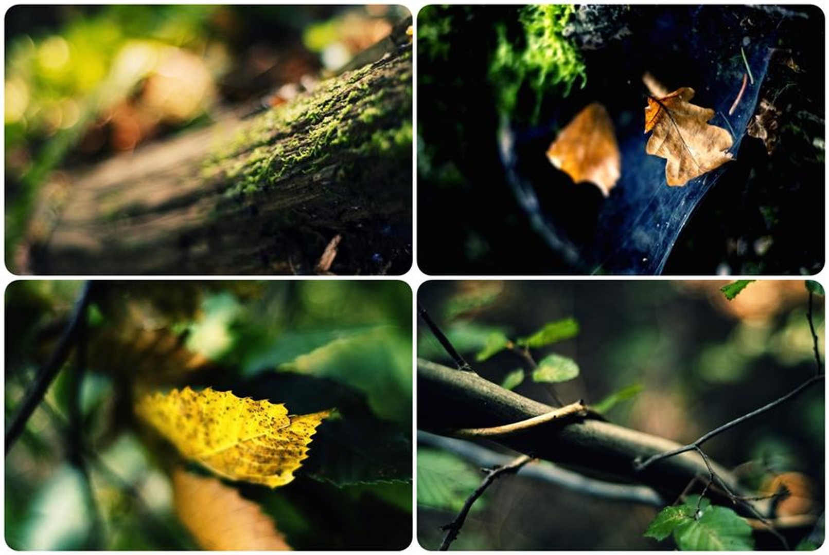 Forest shapes by Nejc Volarič