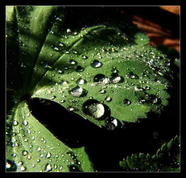 .:Drops:. by Miha Kolar