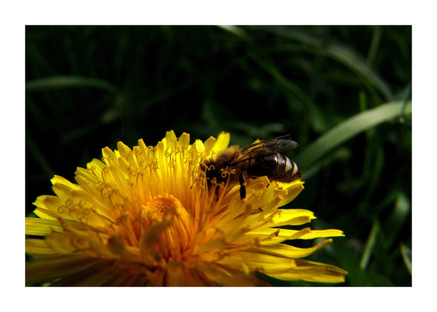 _Bee_ by Miha Kolar