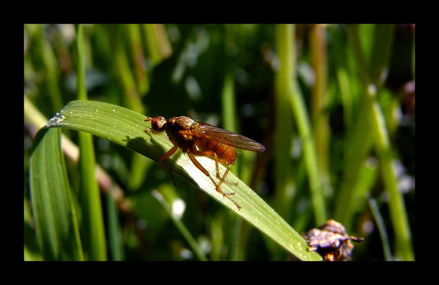 _Fly_ by Miha Kolar