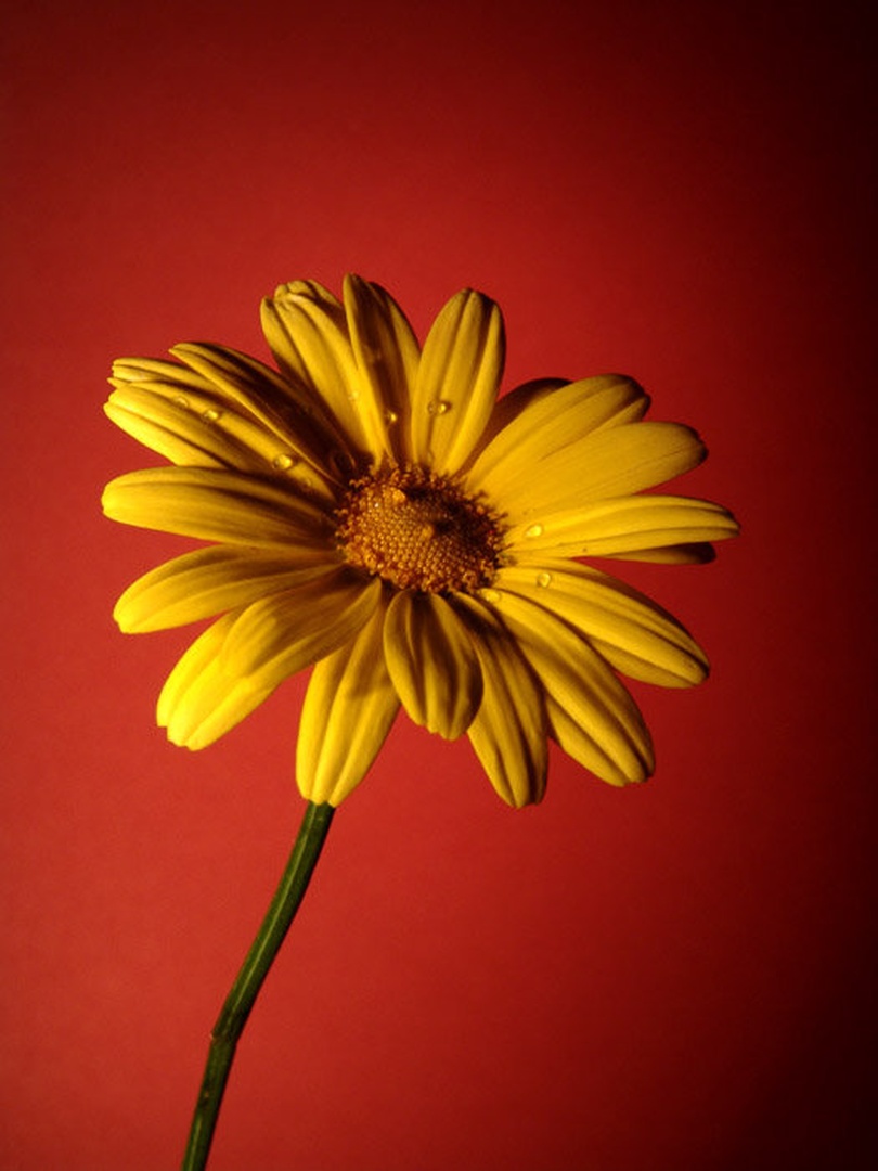 Yellow On Red by Miha Kolar