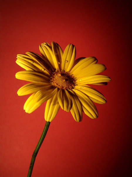 Yellow On Red by Miha Kolar