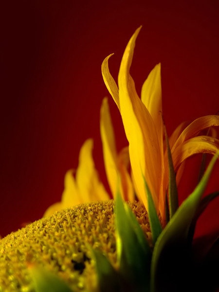 SunFlower by Miha Kolar
